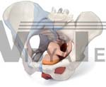 Female Pelvis with Ligaments, midsagitally sectioned through pelvic floor muscles organs, 4 part